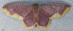 Lophosis labeculata