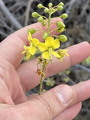 Erythrostemon pannosus