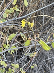 Erythrostemon pannosus