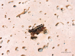 Baeacris