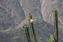 Trichocereus macrogonus peruvianus