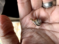 Posorites conscendens