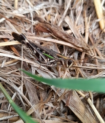 Rhammatocerus pictus