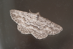 Psilosticha absorpta