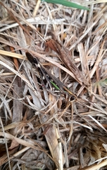 Rhammatocerus pictus