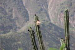 Trichocereus macrogonus peruvianus