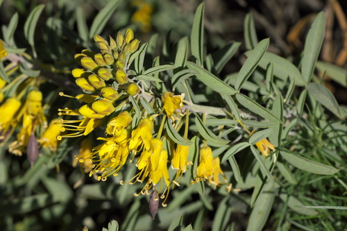 iNaturalist observation photo of Bladderpod