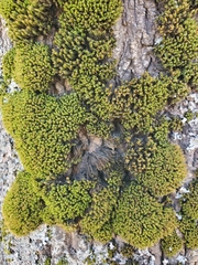 Orthotrichaceae