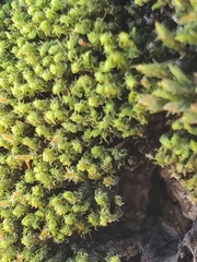 Orthotrichaceae