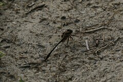 Phanogomphus lividus