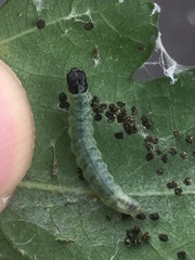Haritalodes derogata