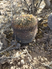 Mammillaria heyderi