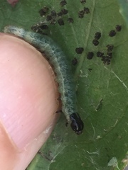 Haritalodes derogata