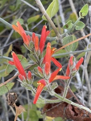 Justicia californica