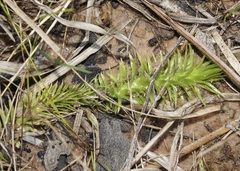 Lycopodiella