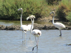 Phoenicopterus roseus