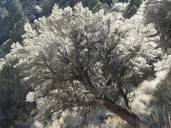 Cercocarpus ledifolius intermontanus
