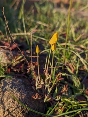 Eschscholzia lobbii