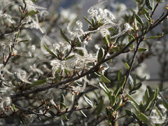 Cercocarpus ledifolius intermontanus