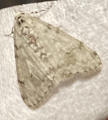 Phigalia strigataria