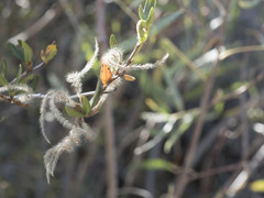 Cercocarpus ledifolius intermontanus