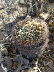 Mammillaria heyderi
