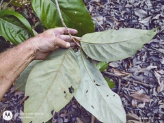 Acmanthera latifolia