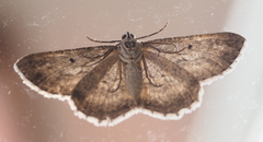 Psilosticha absorpta