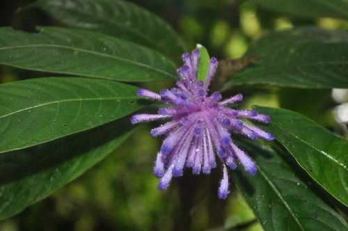 Palicourea rigidifolia image