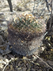 Mammillaria heyderi