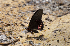 Heraclides anchisiades