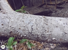 Acmanthera latifolia