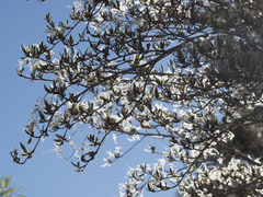 Cercocarpus ledifolius intermontanus