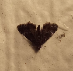 Elophila tinealis