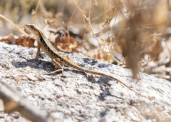 Sceloporus siniferus
