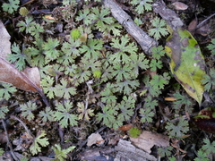 Hydrocotyle dissecta