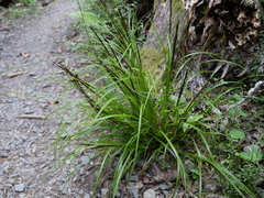 Carex uncinata