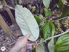 Acmanthera latifolia