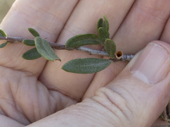 Cercocarpus ledifolius intermontanus