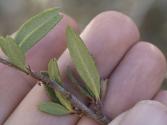 Cercocarpus ledifolius intermontanus
