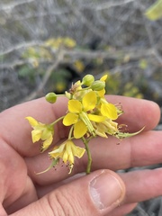 Erythrostemon pannosus