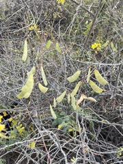 Erythrostemon pannosus