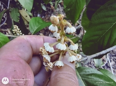 Acmanthera latifolia