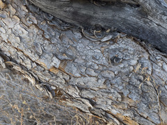 Cercocarpus ledifolius intermontanus