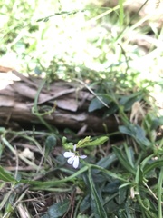 Lobelia anceps
