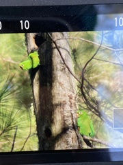 Psittacara chloropterus