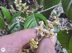 Acmanthera latifolia