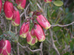 Pimelea physodes