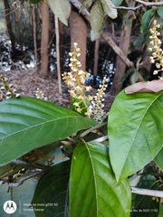 Acmanthera latifolia