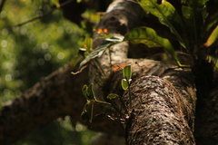 Guarianthe aurantiaca
